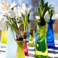 Farvede krokusglas og hyacintglas
